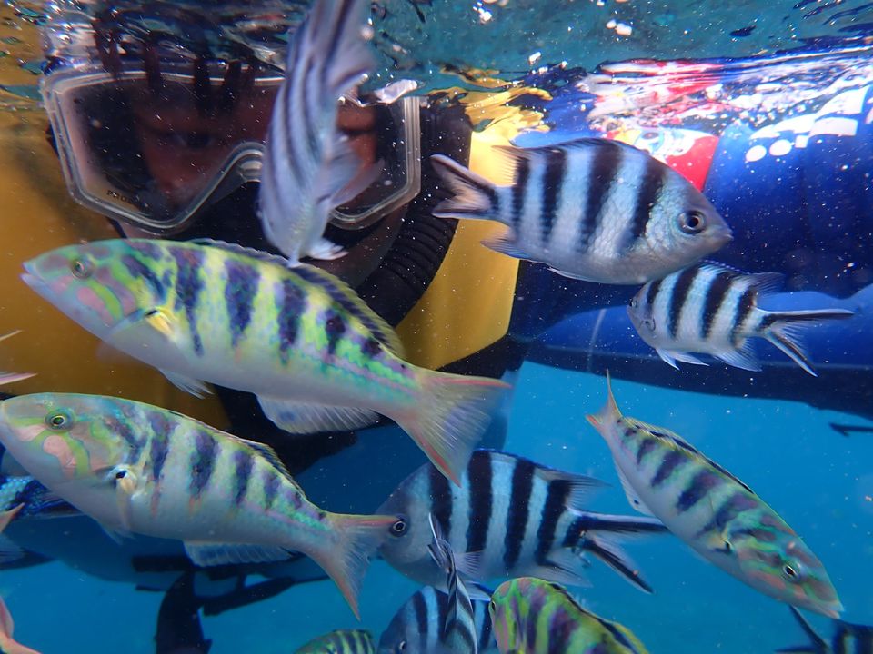 澎湖旅遊-海底漫步(漫步、浮潛)